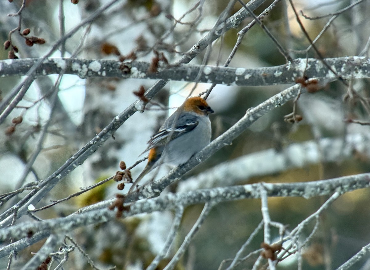 konglebit - ML646727428