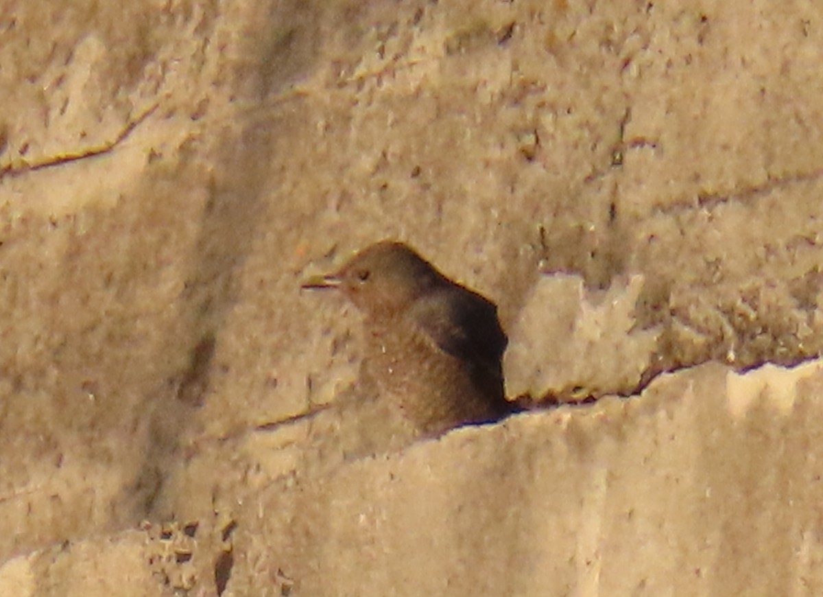 Blue Rock-Thrush - ML646727431