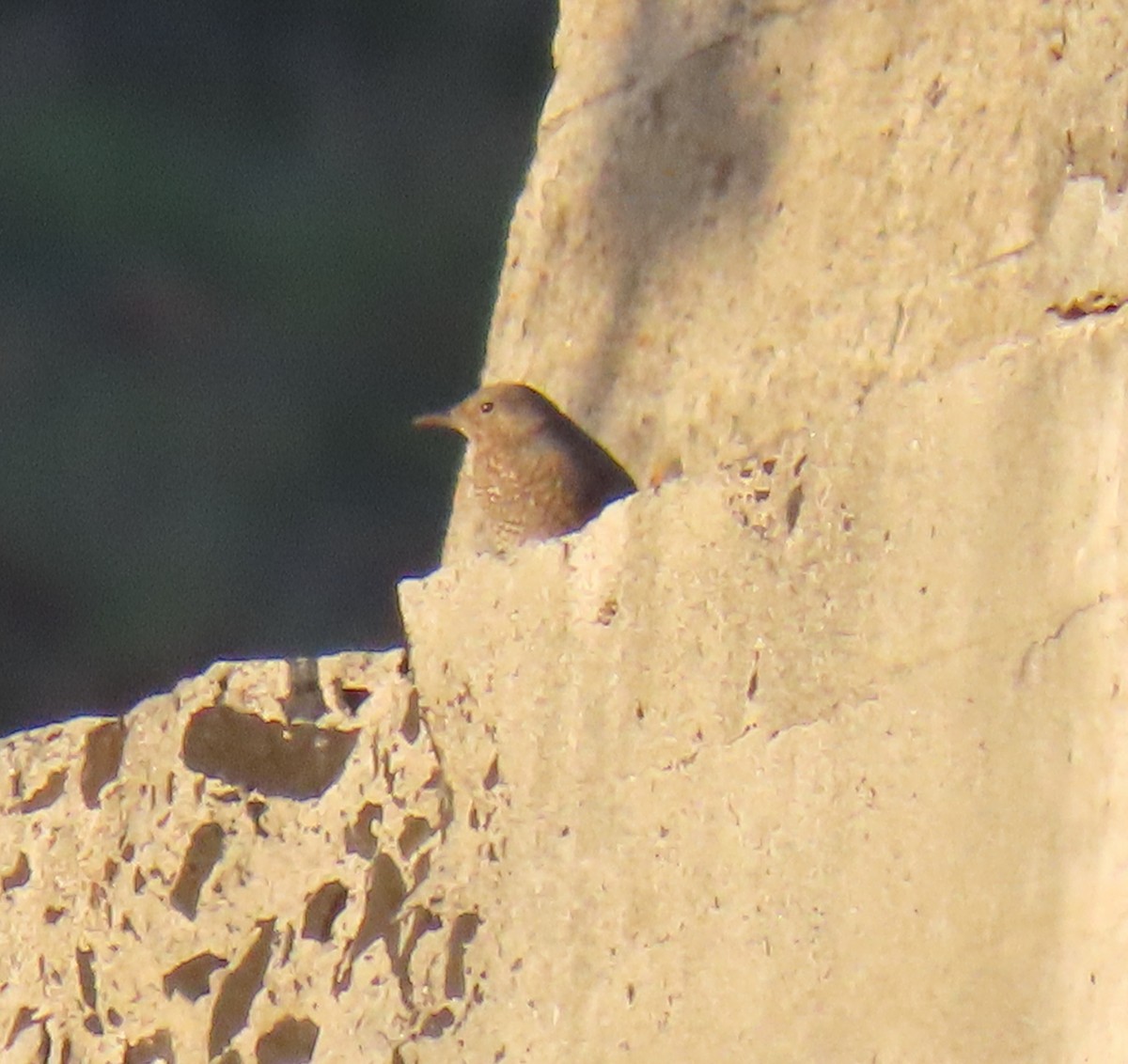 Blue Rock-Thrush - ML646727432
