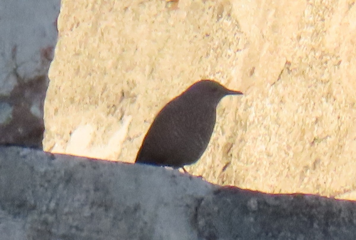 Blue Rock-Thrush - ML646727433