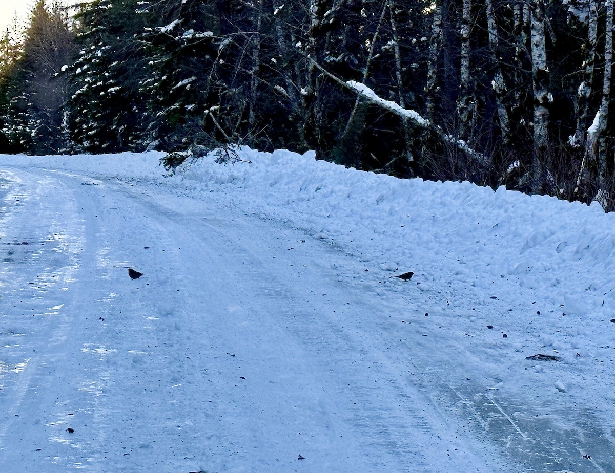 konglebit - ML646727434