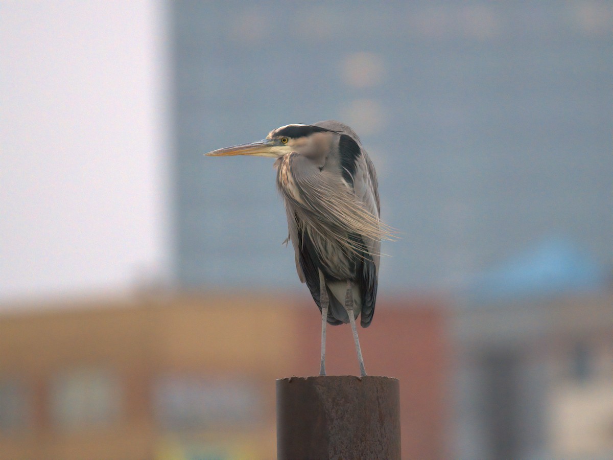 Great Blue Heron - ML646727436