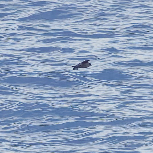 Sooty Shearwater - ML646727437
