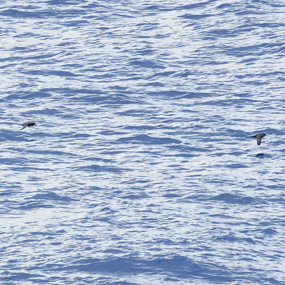 Sooty Shearwater - ML646727438