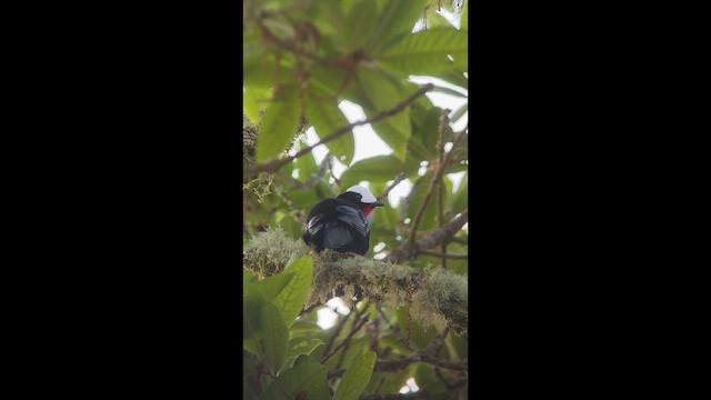 White-capped Tanager - ML646727441