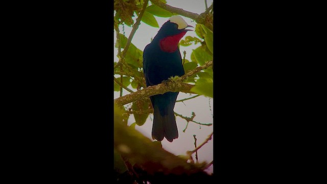 White-capped Tanager - ML646727442