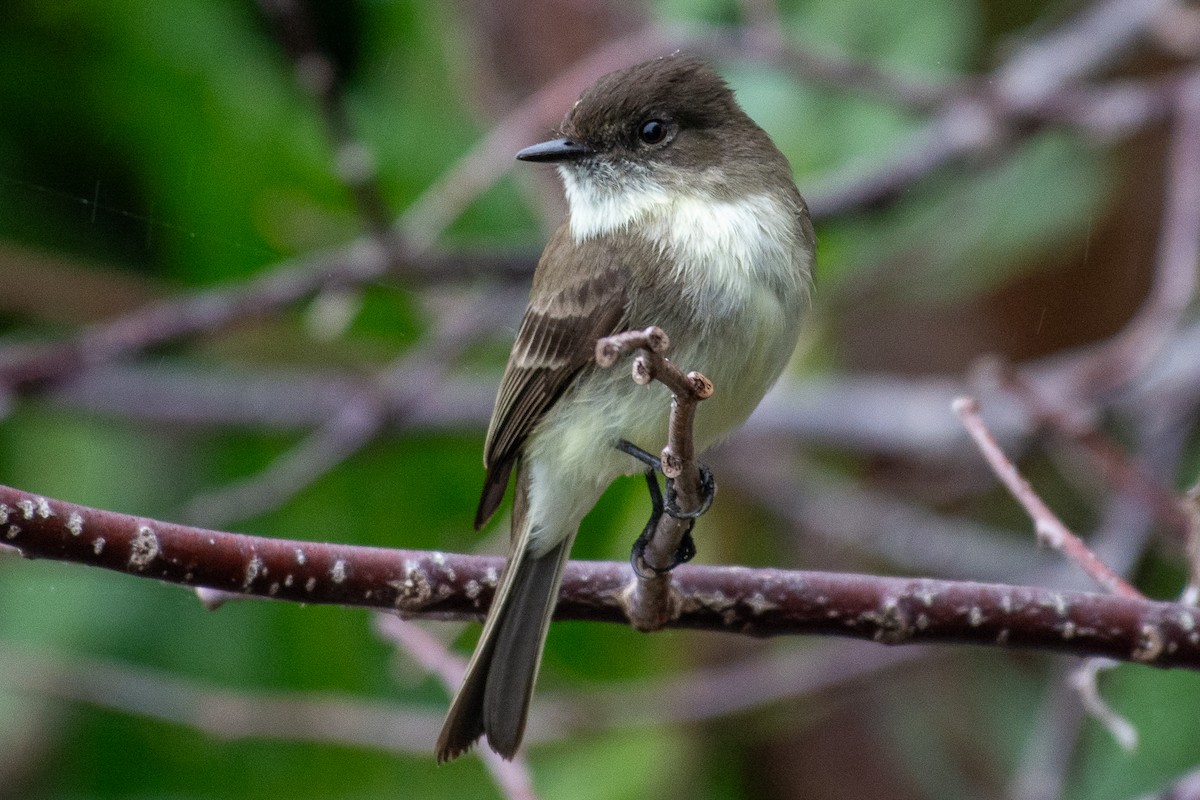 פיבי מזרחית - ML646727444