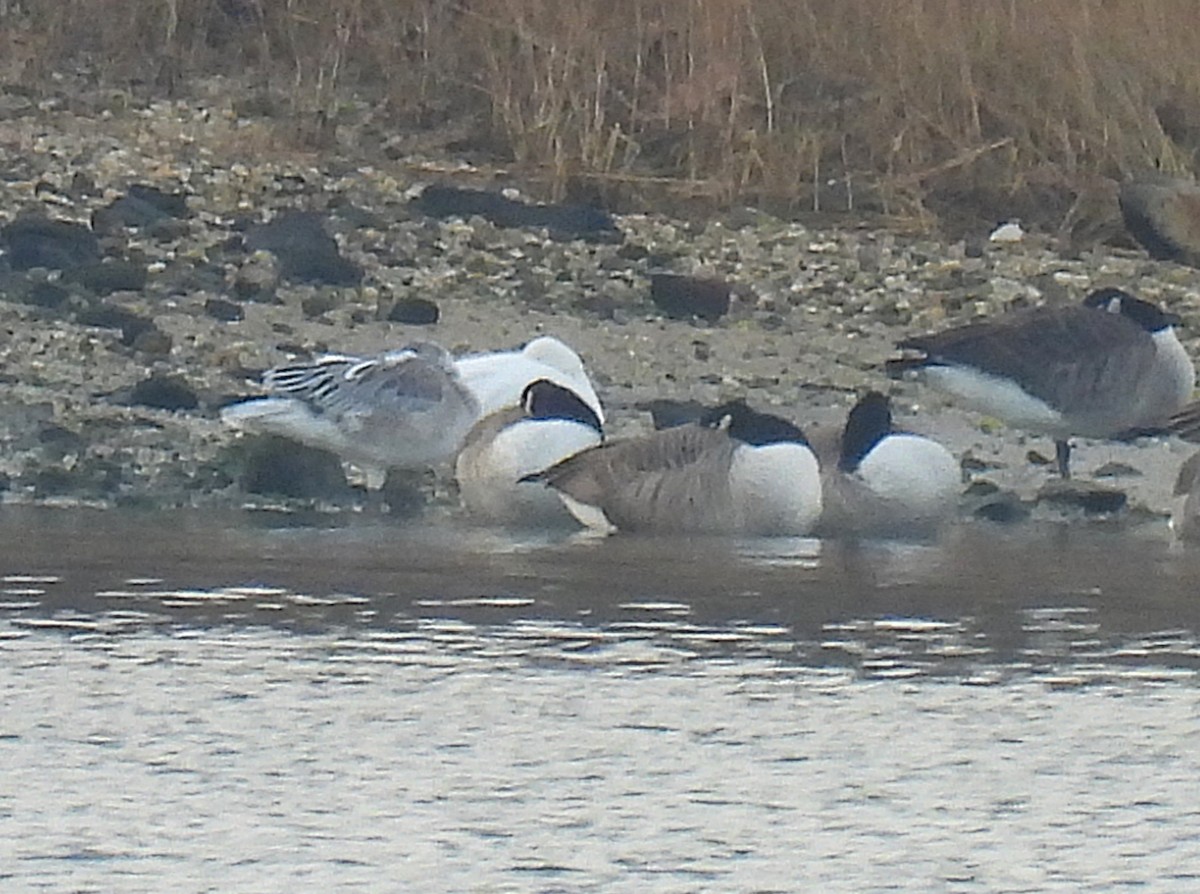 Snow Goose - ML646727446