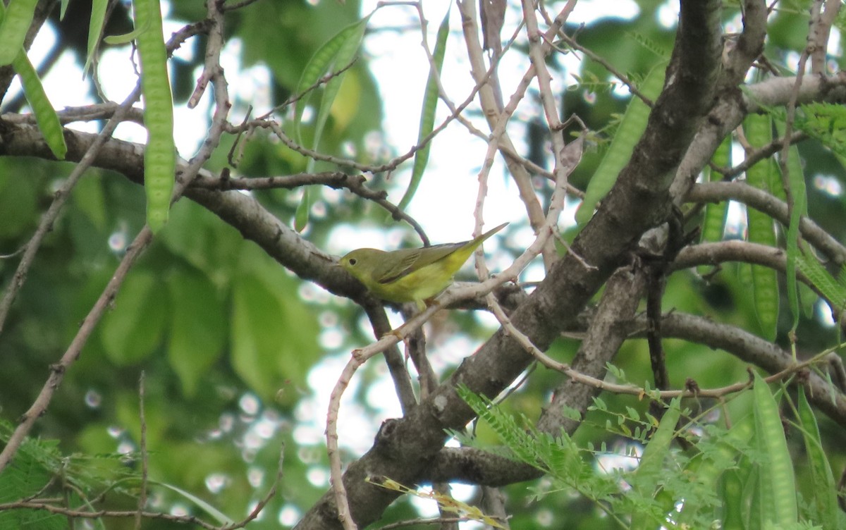 Northern Yellow Warbler - ML646727447