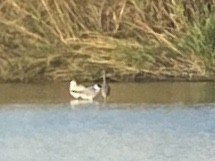 heron sp. - ML646727449