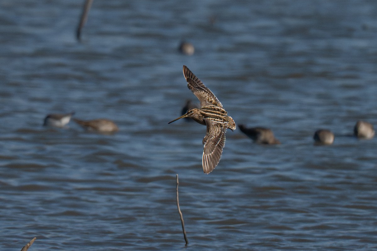 Баранець американський - ML646727450