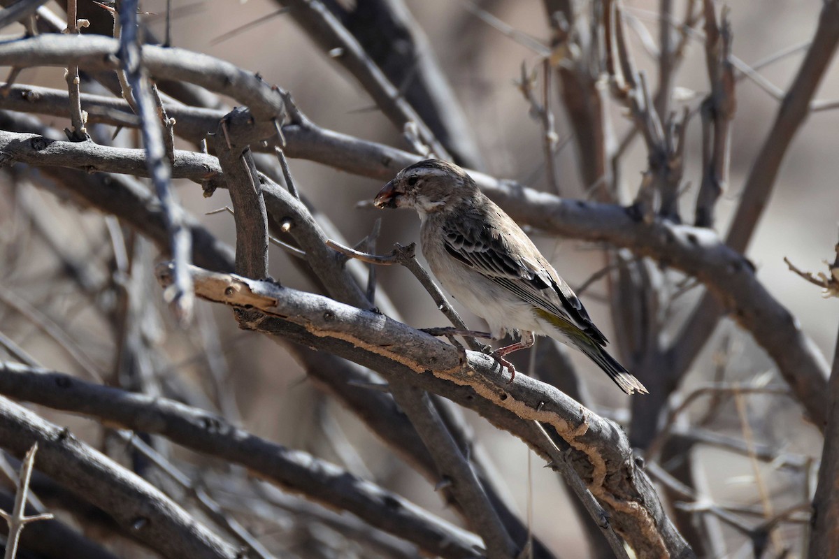 White-throated Canary - ML646727457