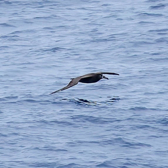 Schwarzfußalbatros - ML646727459