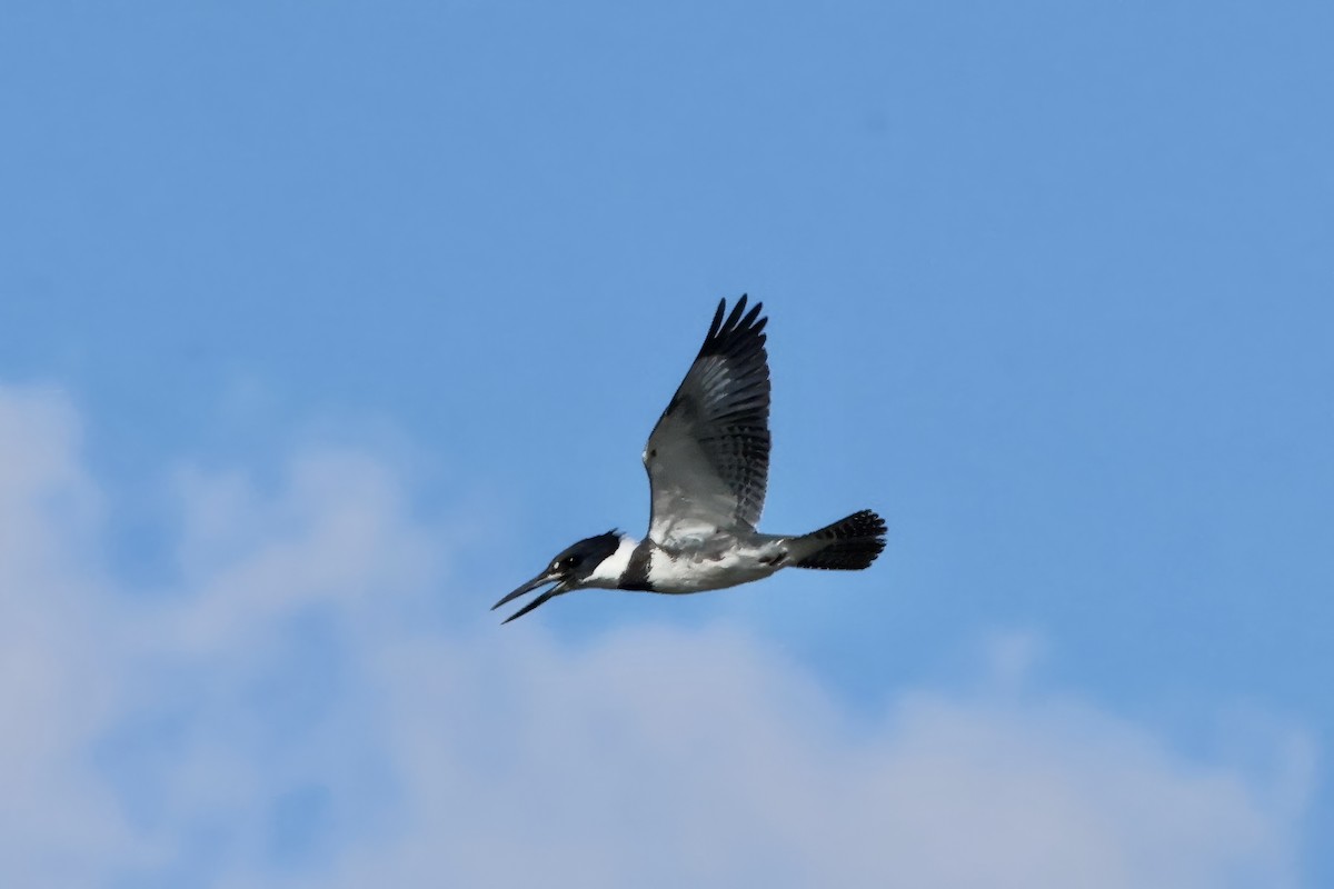 שלדג אמריקני - ML646727460