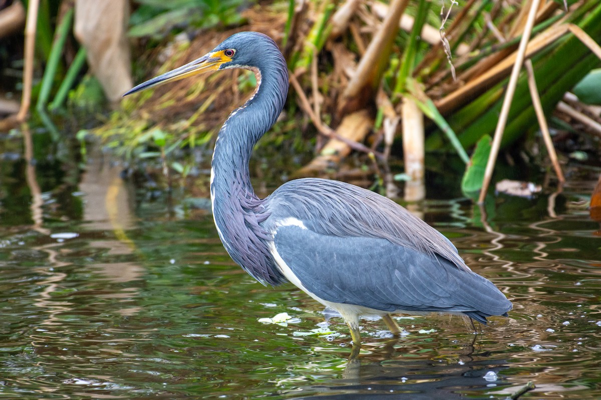 Tricolored Heron - ML646727461