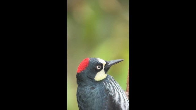 Acorn Woodpecker - ML646727462
