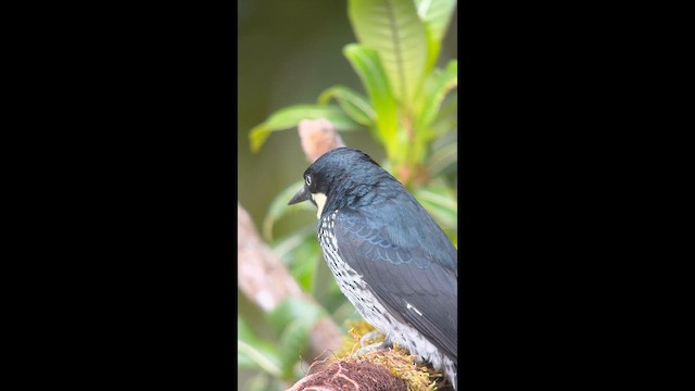 Acorn Woodpecker - ML646727463