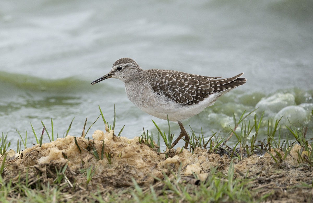 Wood Sandpiper - ML646727464
