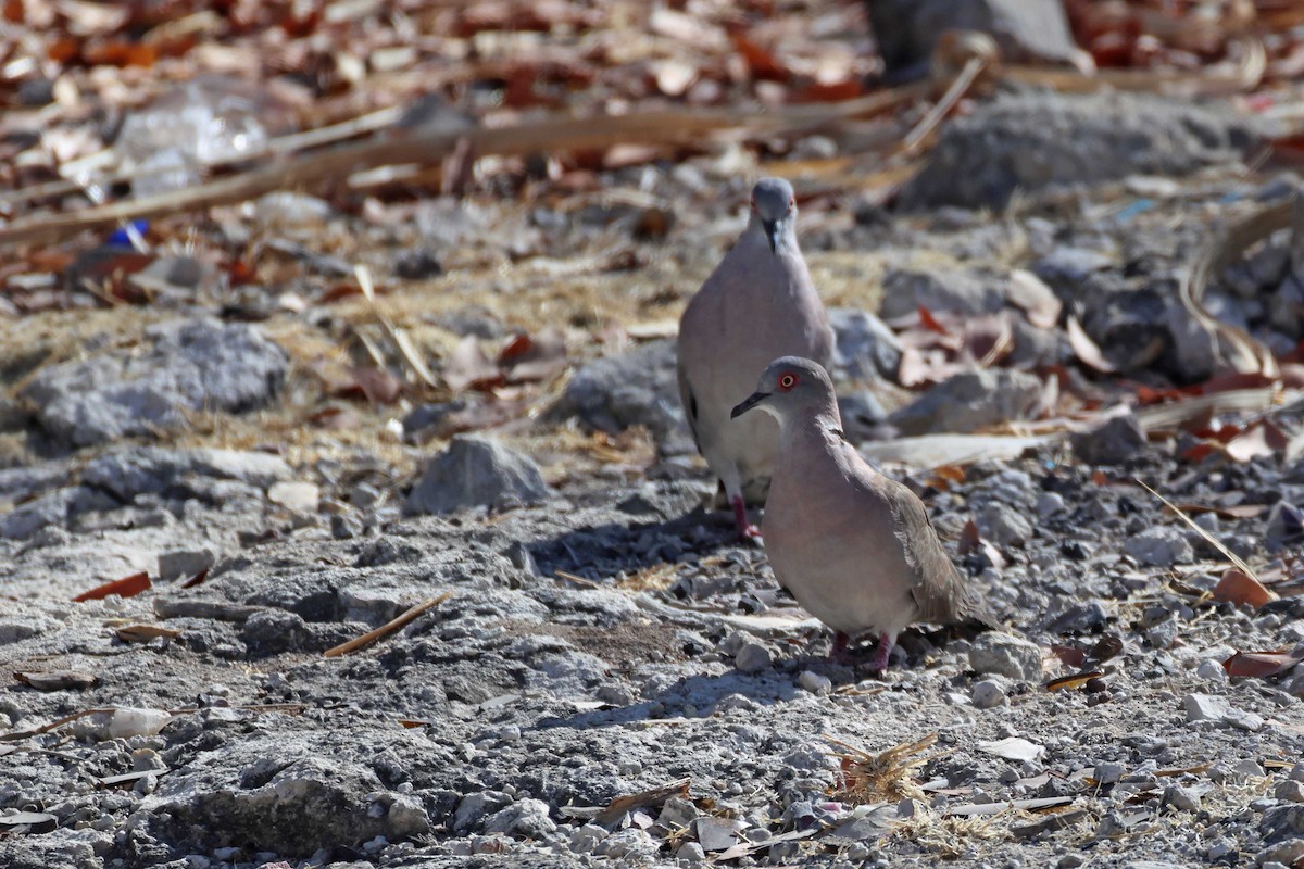 Mourning Collared-Dove - ML646727469