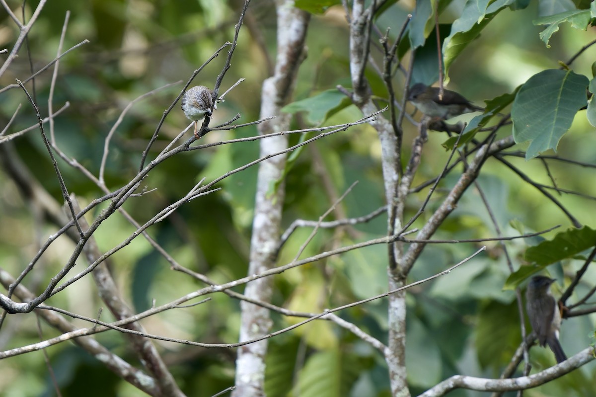 Rotohryuhina [striata-Gruppe] - ML646727470