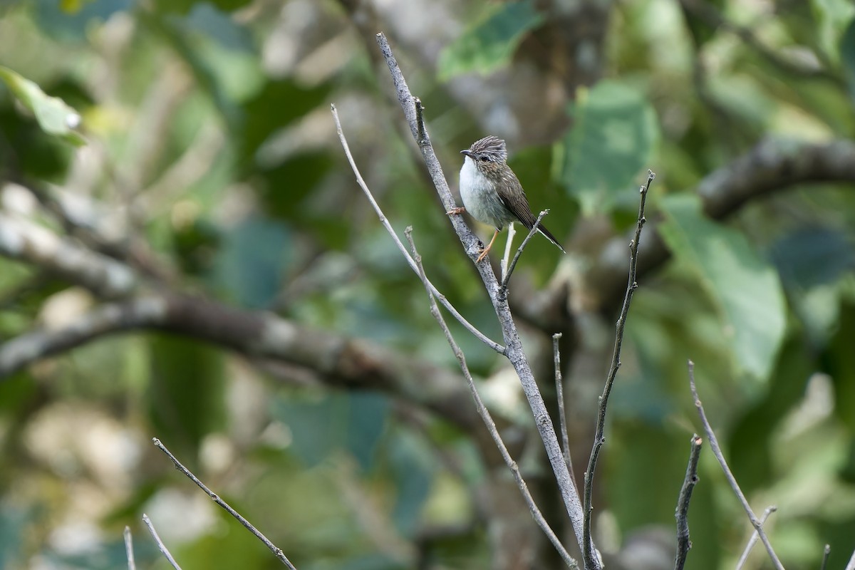 Rotohryuhina [striata-Gruppe] - ML646727471