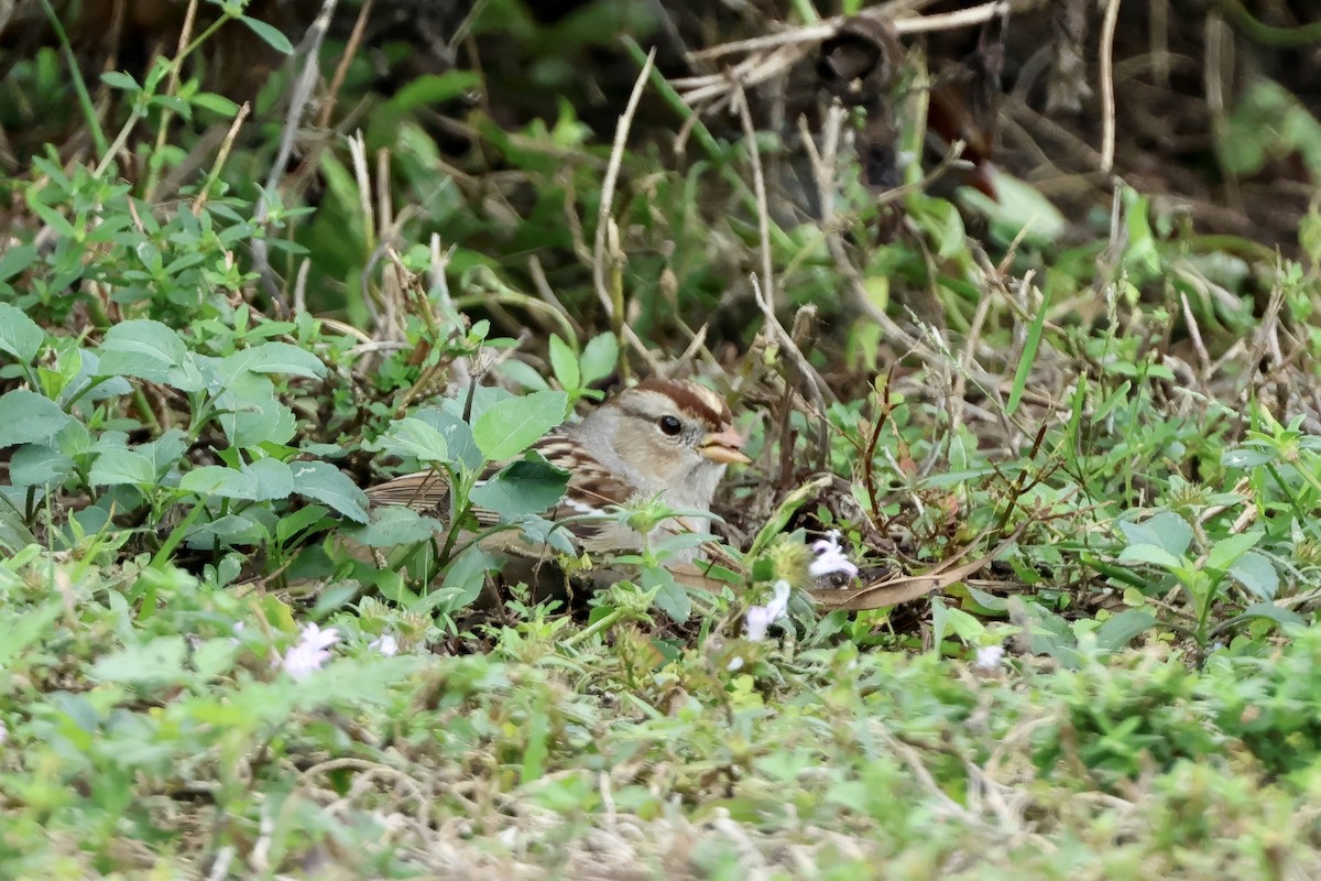 גיבתונית לבנת-כיפה - ML646727473