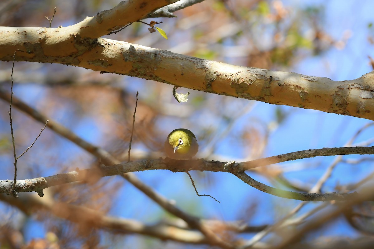 Swinhoe's White-eye - ML646727474