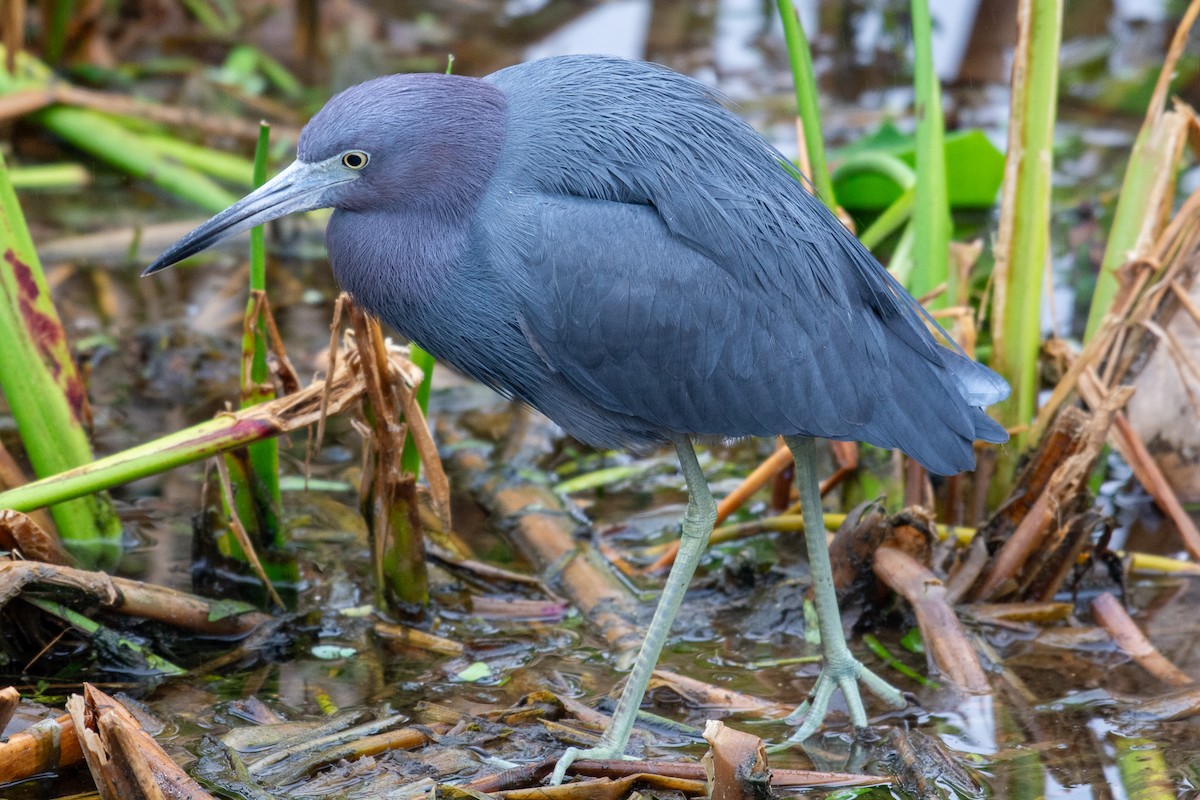 לבנית כחולה קטנה - ML646727476