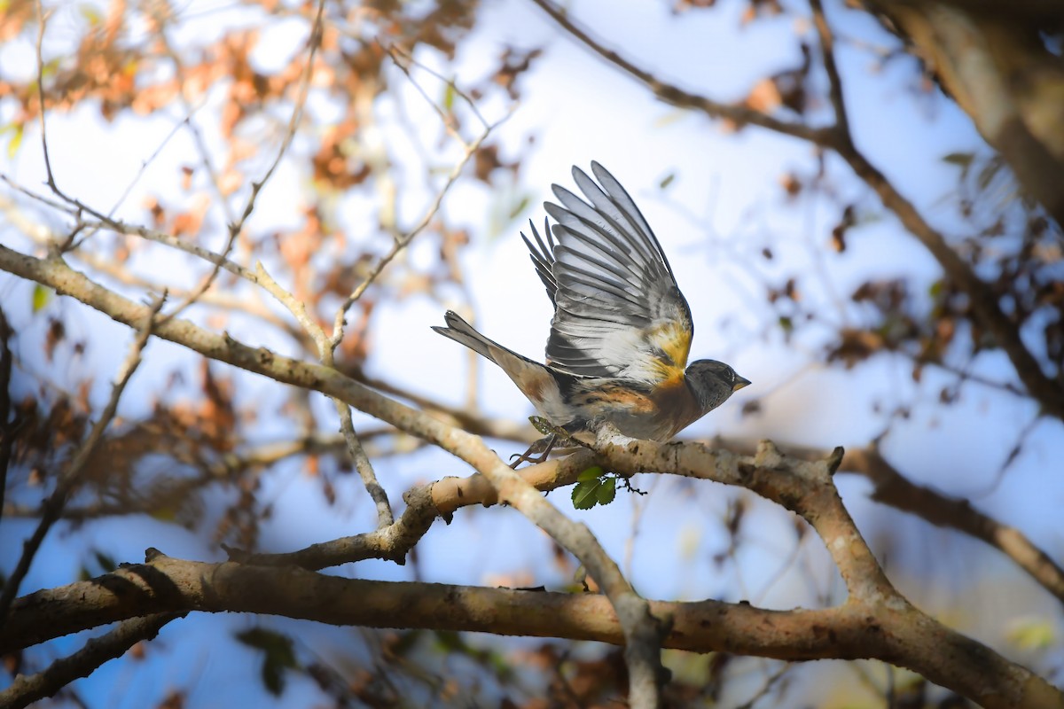 Negu-txonta - ML646727477