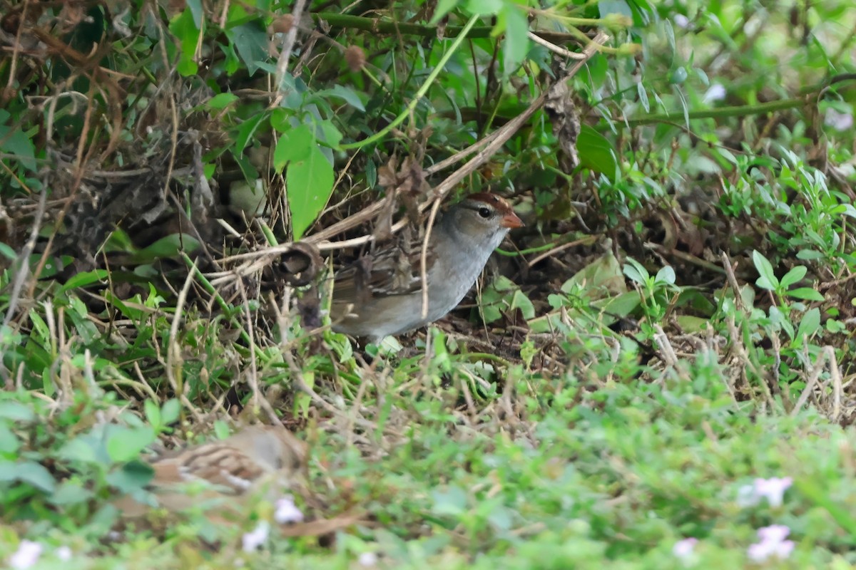 גיבתונית לבנת-כיפה - ML646727479