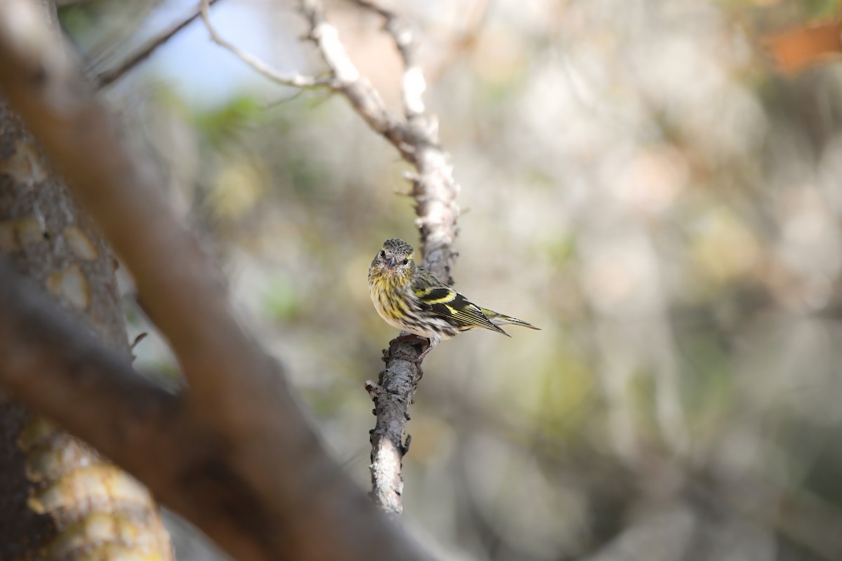 Tarina - ML646727480