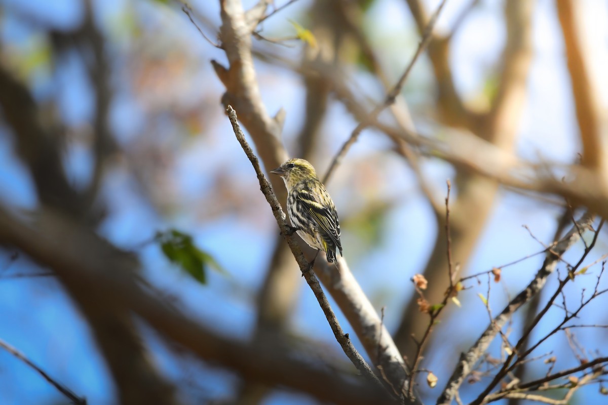 Tarina - ML646727481