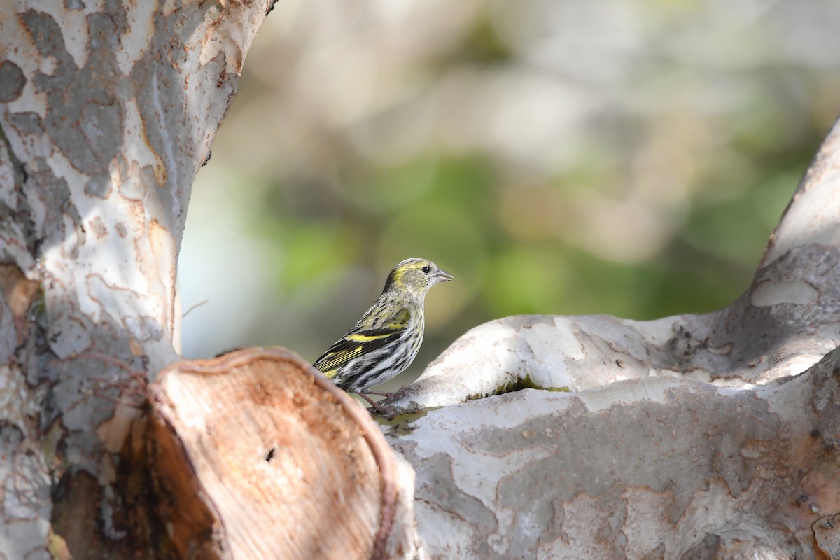 Tarina - ML646727482