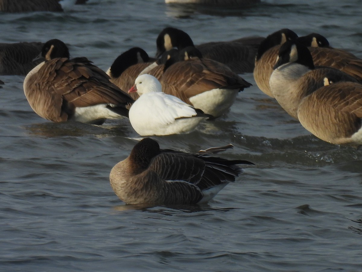 Ross's Goose - ML646727483