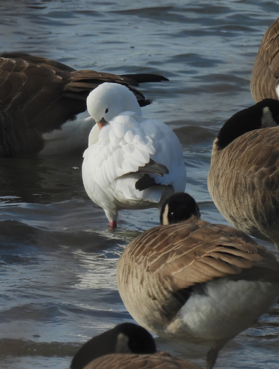 Ross's Goose - ML646727484