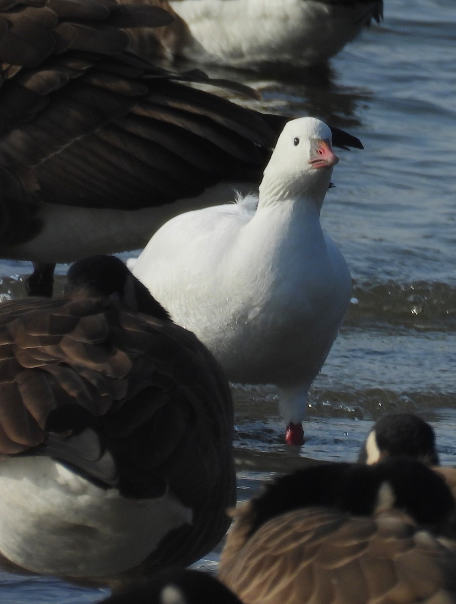 Ross's Goose - ML646727485