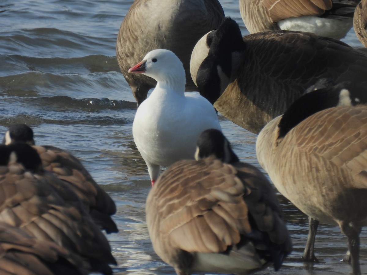 Ross's Goose - ML646727486