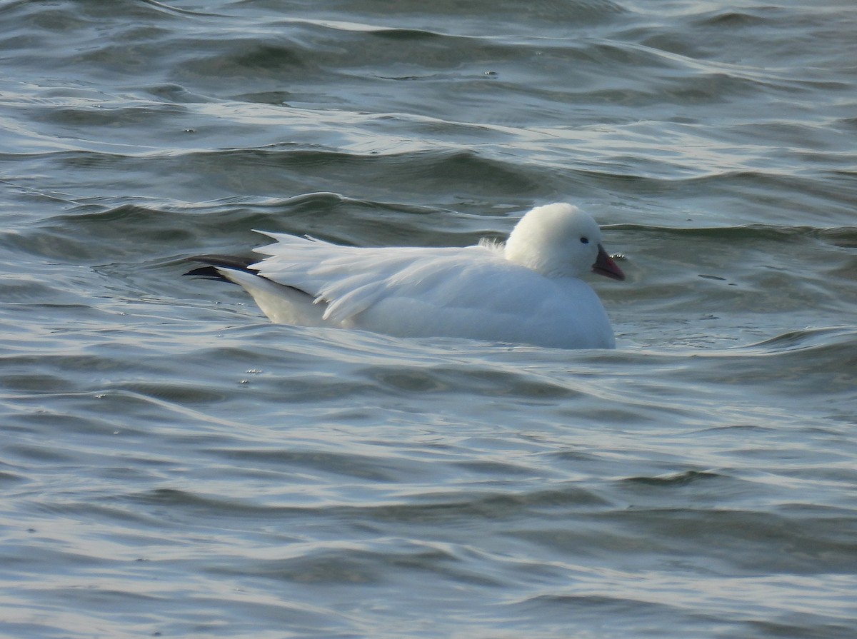 Ross's Goose - ML646727487