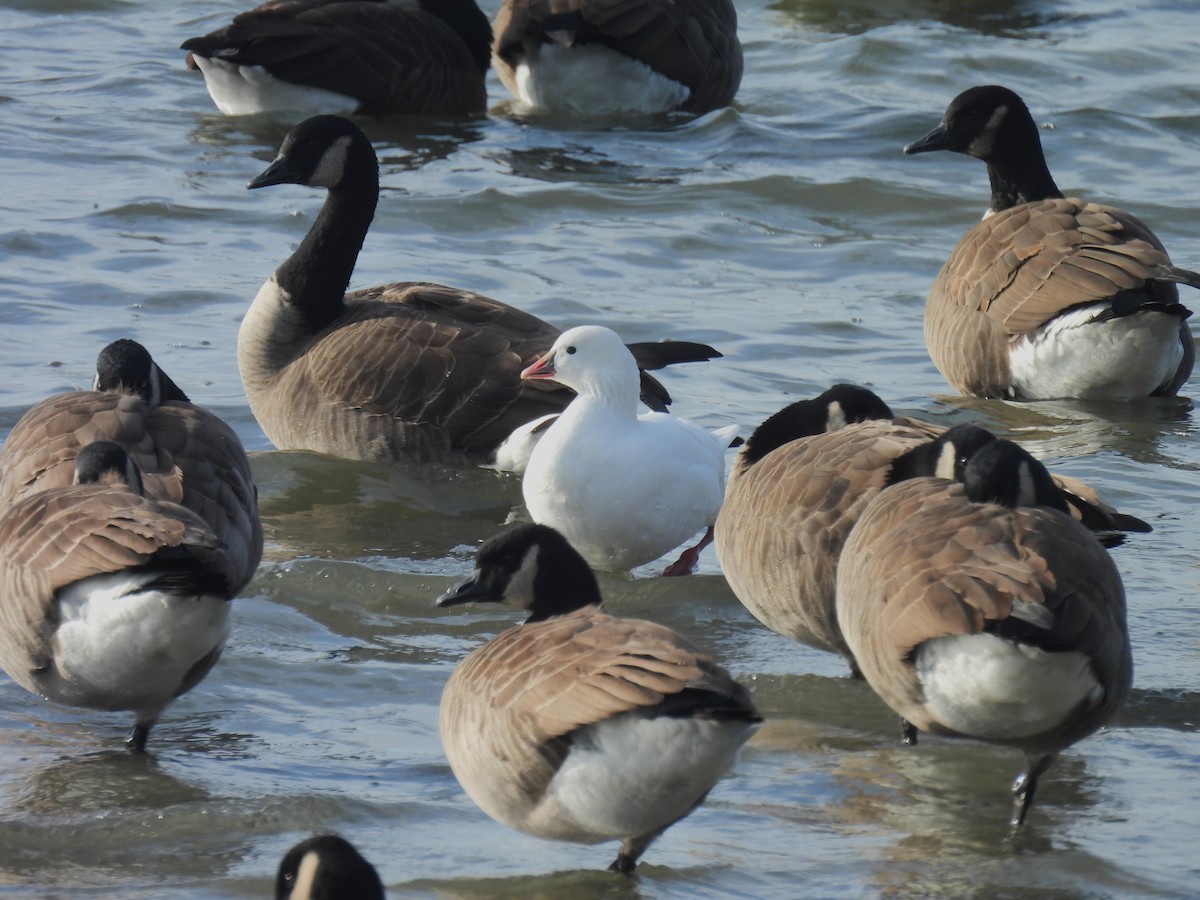 Ross's Goose - ML646727488