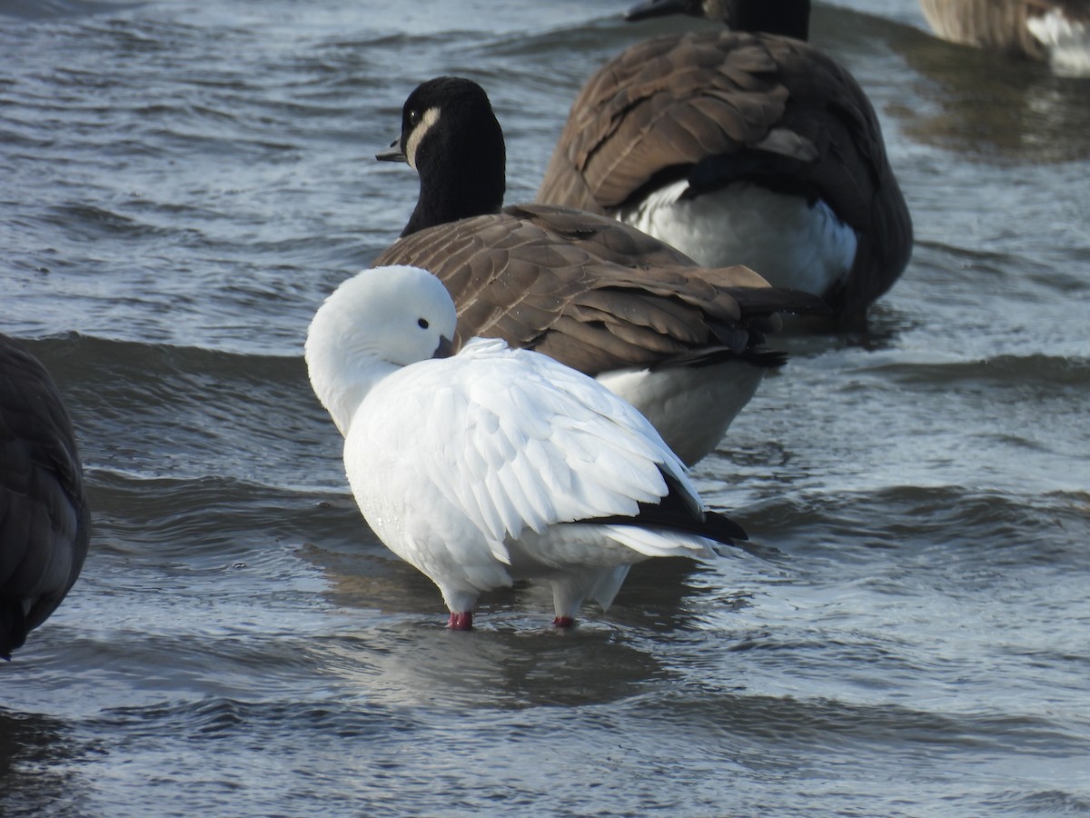 Ross's Goose - ML646727489
