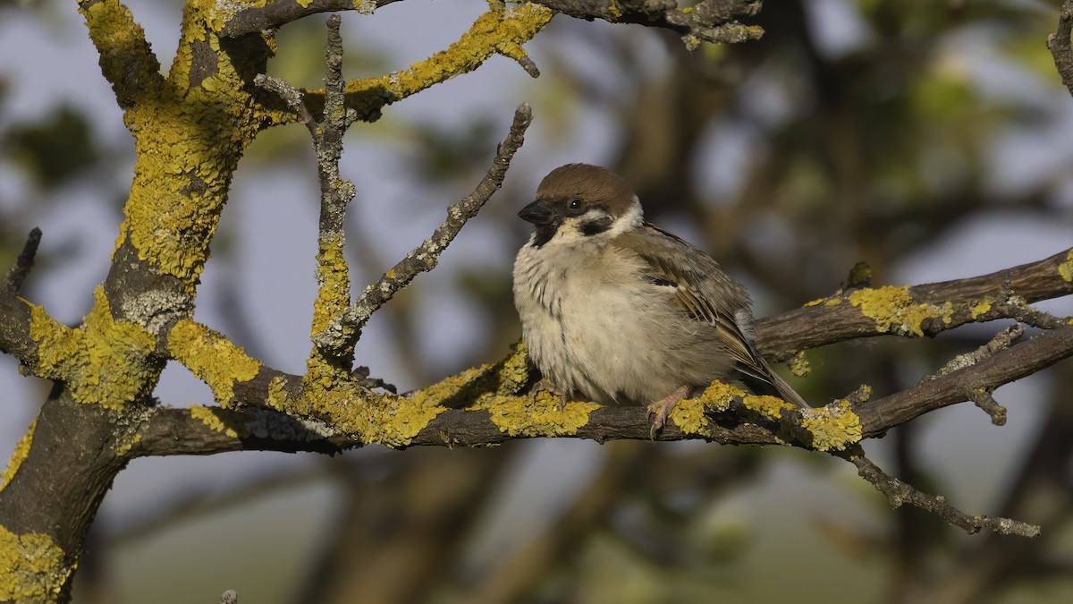 Feldsperling - ML646727490