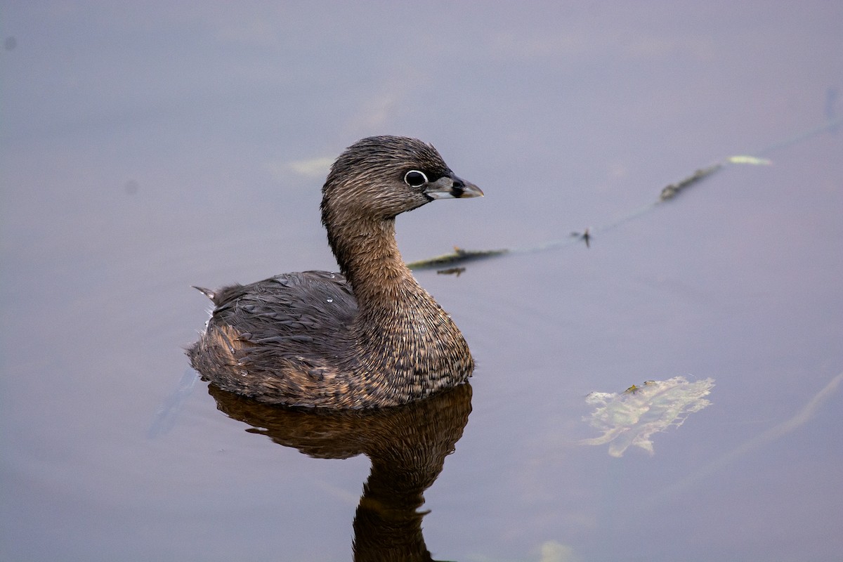 Пірникоза рябодзьоба - ML646727492
