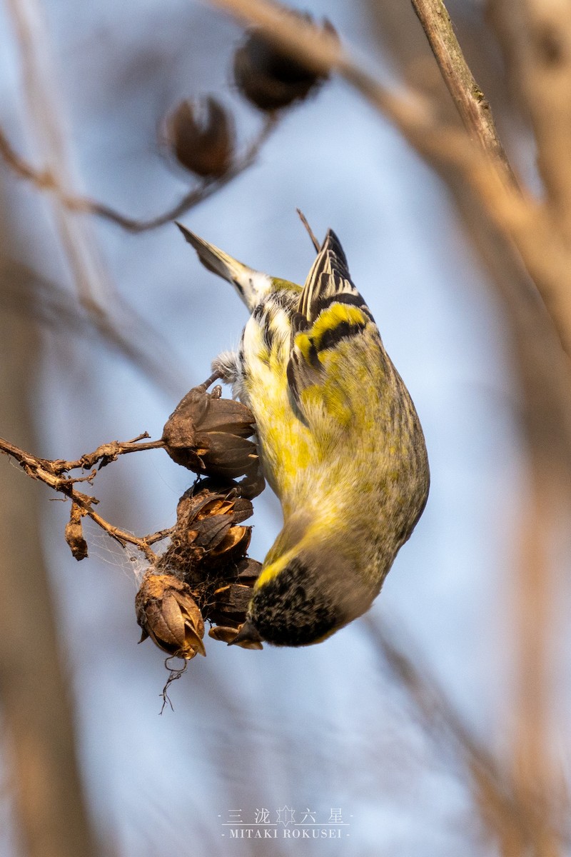 Eurasian Siskin - ML646727493