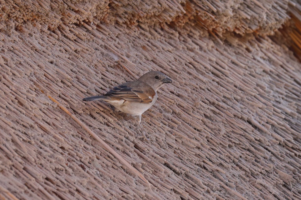 Southern Gray-headed Sparrow - ML646727494