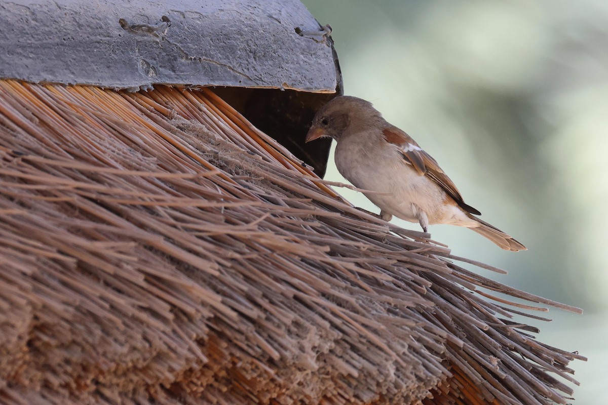 Southern Gray-headed Sparrow - ML646727495