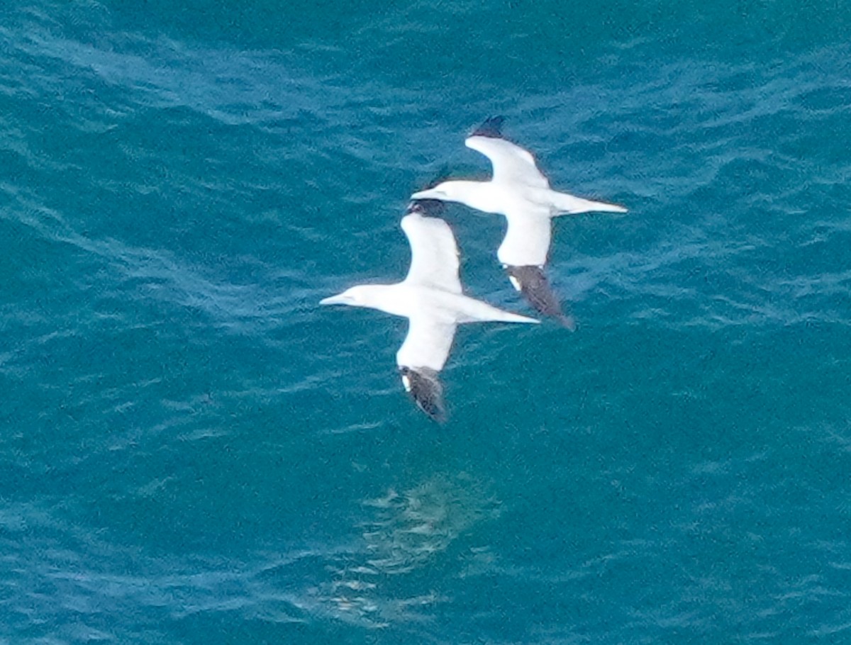 Northern Gannet - ML646727496