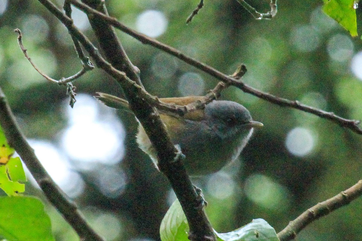 Black-headed Mountain Greenbul - ML646727498