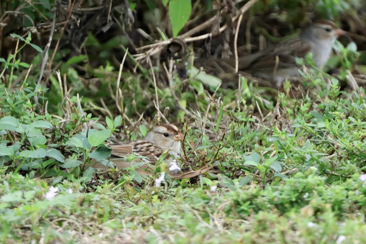 גיבתונית לבנת-כיפה - ML646727499
