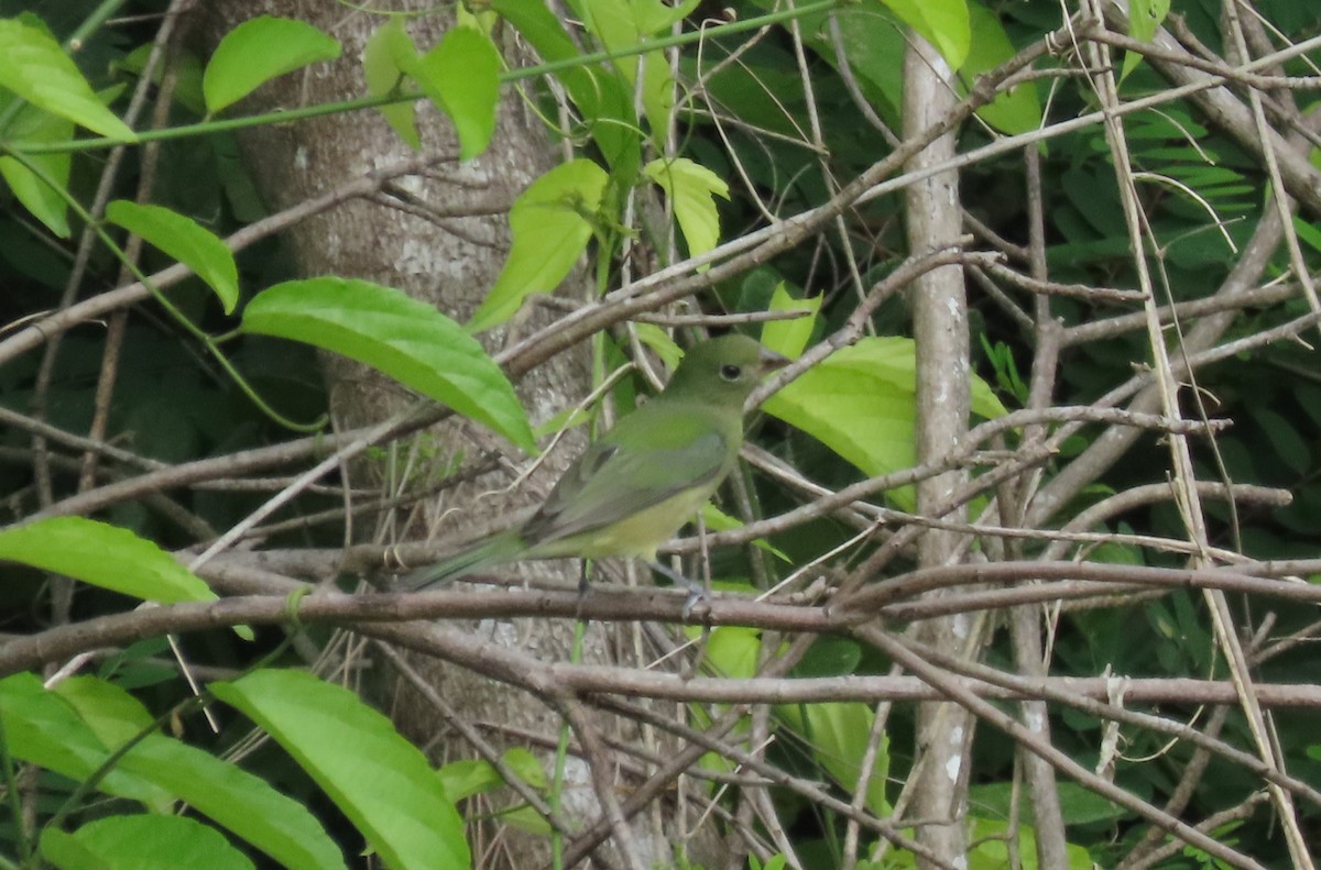 ゴシキノジコ - ML646727500