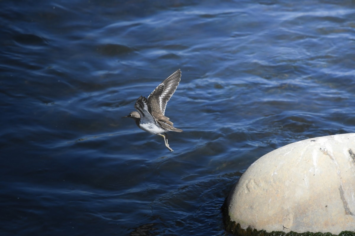 Kuliska txikia - ML646727501